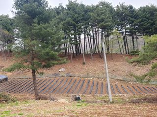 인생은 소풍처럼님의 고추 · 토양준비 작성글 사진