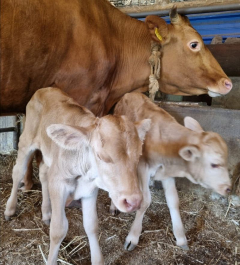 장터 상품 [[사기의심-판매정지] ] 썸네일