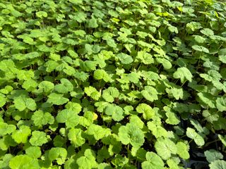 이기자원예종묘님의 작성글 사진