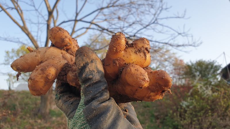 장터 상품 [[품절]유황생강 종자 1kg] 썸네일