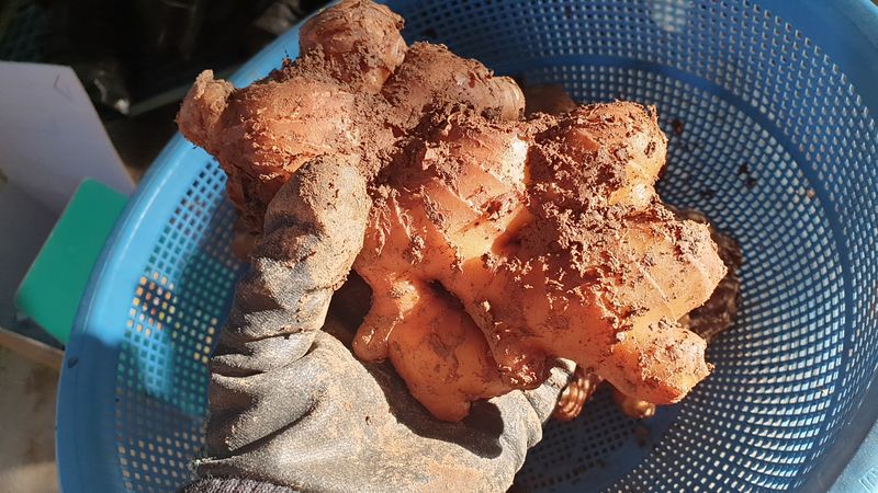 농부아내님의 장터 판매 상품 [[품절]유황생강 종자 1kg] 첨부 사진