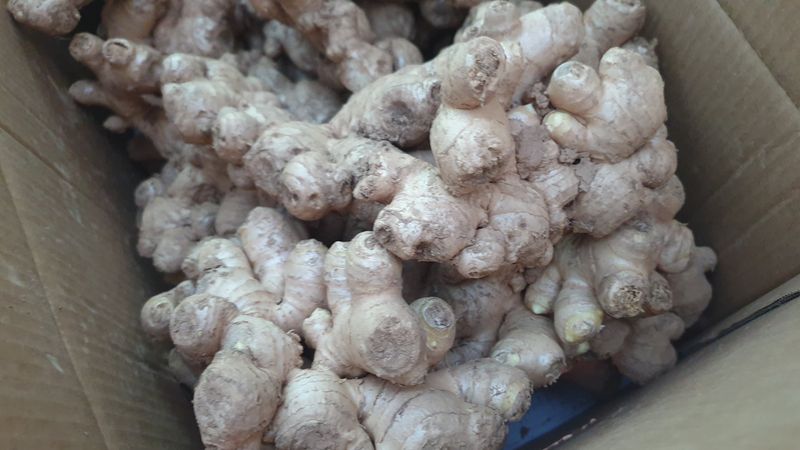 농부아내님의 장터 판매 상품 [[품절]유황생강 종자 1kg] 첨부 사진