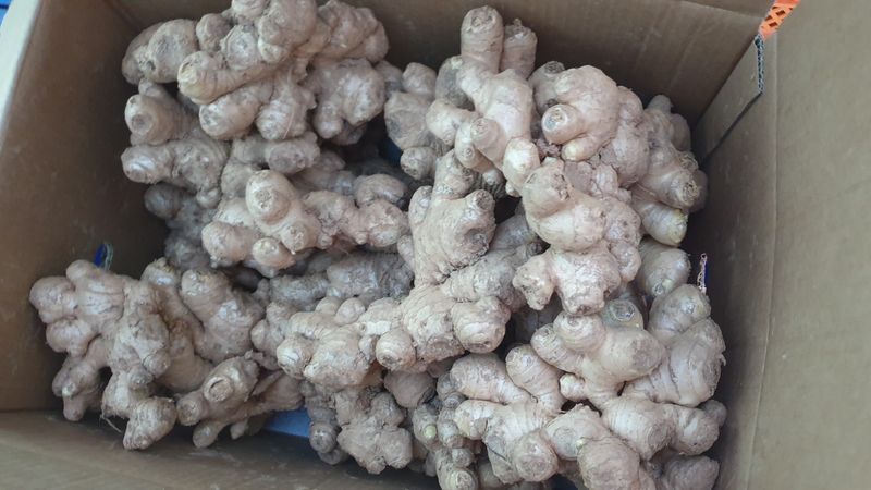 농부아내님의 장터 판매 상품 [[품절]유황생강 종자 1kg] 첨부 사진