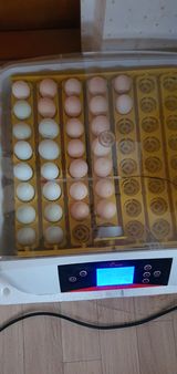 팜모닝 자유주제·자유게시판 게시글 이미지