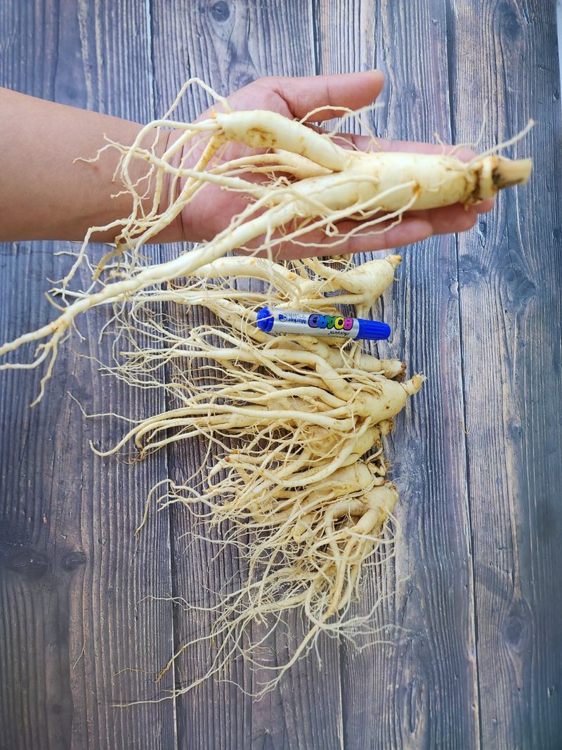 장터 상품 [햇 인삼 5년근, 세척수삼, 375g내외(10뿌리내외), 무료택배] 썸네일