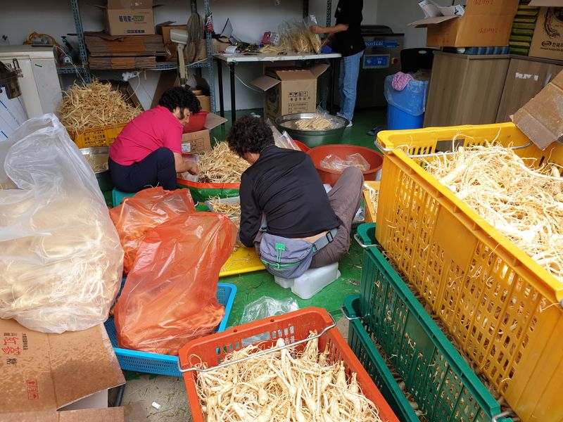 임동현님의 장터 판매 상품 [햇 인삼 5년근, 세척수삼, 375g내외(10뿌리내외), 무료택배] 첨부 사진