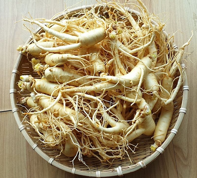 임동현님의 장터 판매 상품 [햇 인삼 5년근, 세척수삼, 375g내외(10뿌리내외), 무료택배] 첨부 사진