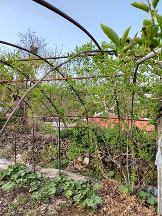 알 수 없음님의 기타작물 · 자유게시판 작성글 사진