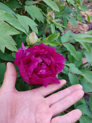 알 수 없음님의 기타작물 · 자유게시판 작성글 사진