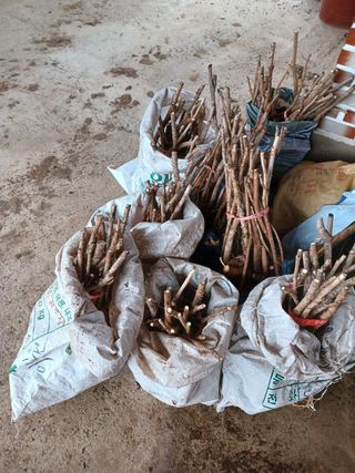 알 수 없음님의 기타작물 · 자유게시판 작성글 사진
