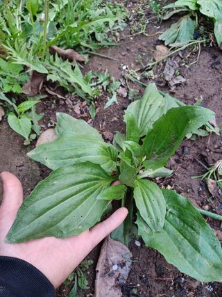 알 수 없음님의 기타작물 · 자유게시판 작성글 사진