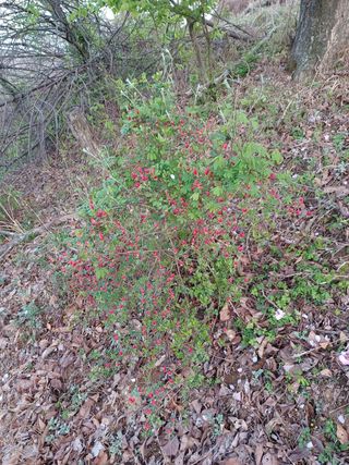 알 수 없음님의 기타작물 · 자유게시판 작성글 사진