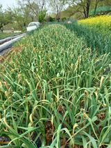 팜모닝 마늘·병해충상담 게시글 이미지