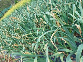 이름고바우님의 마늘 · 병해충상담 작성글 사진