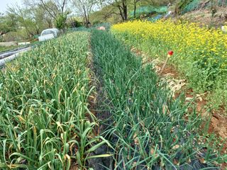 이름고바우님의 마늘 · 병해충상담 작성글 사진