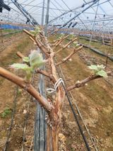 팜모닝 포도·자유게시판 게시글 이미지