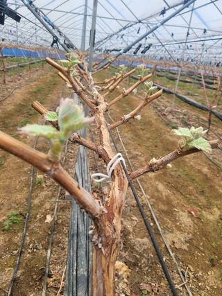 이원규님의 포도 · 자유게시판 작성글 사진