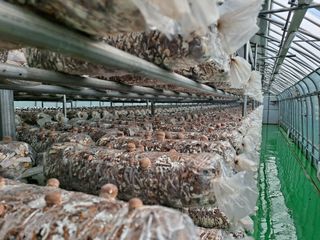 이학봉님의 버섯 · 생장기 농작업 작성글 사진