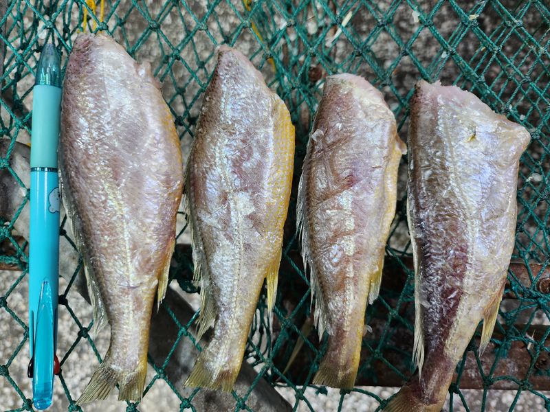 매일굴비센타 님의 장터 판매 상품 [맛좋은 두절굴기 1키로 22미] 첨부 사진
