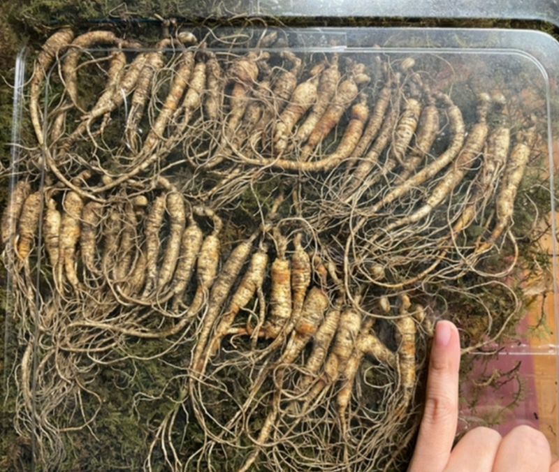 장터 상품 [[사기의심-판매정지] ] 썸네일