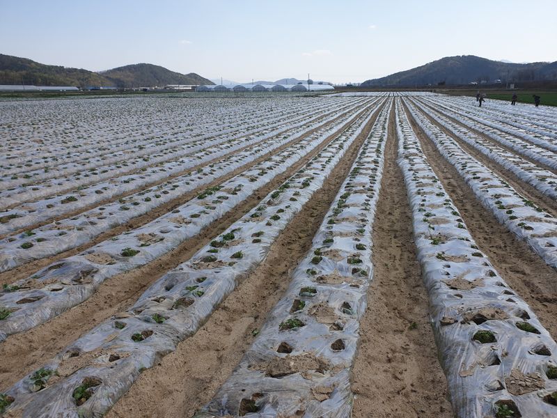 김찬종님의 장터 판매 상품 [감자수확기 120cm 구합니다] 첨부 사진