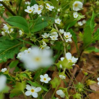 봉덕팜님의 자유주제 · 자유게시판 작성글 사진