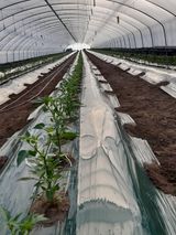 팜모닝 고추·일상 게시글 이미지