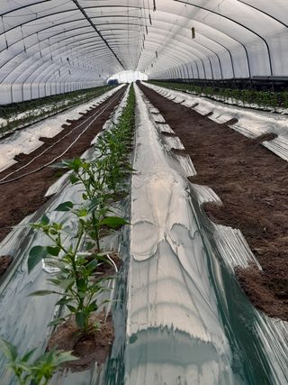 사부자맘님의 고추 · 일상 작성글 사진