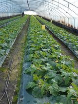 팜모닝 호박·자유게시판 게시글 이미지