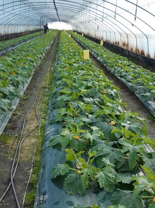 사부자맘님의 호박 · 자유게시판 작성글 사진