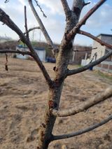 팜모닝 복숭아·병해충상담 게시글 이미지