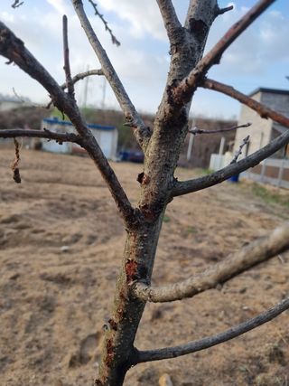 송용찬님의 복숭아 · 병해충상담 작성글 사진