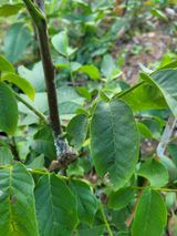 팜모닝 기타작물·병해충상담 게시글 이미지