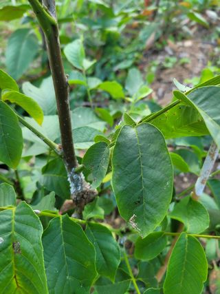 김현태님의 기타작물 · 병해충상담 작성글 사진