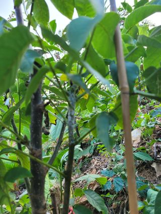 김현태님의 기타작물 · 병해충상담 작성글 사진