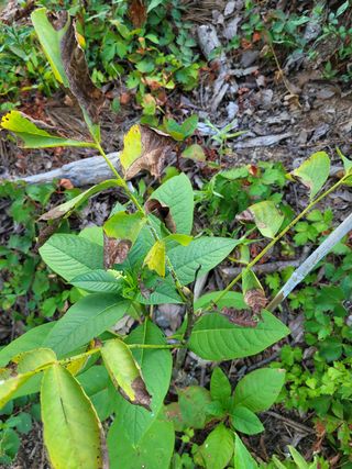 김현태님의 기타작물 · 병해충상담 작성글 사진