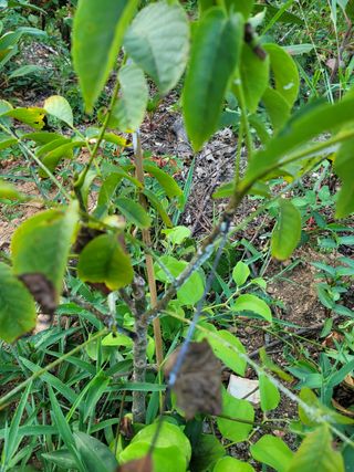 김현태님의 기타작물 · 병해충상담 작성글 사진