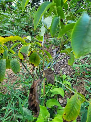 김현태님의 기타작물 · 병해충상담 작성글 사진