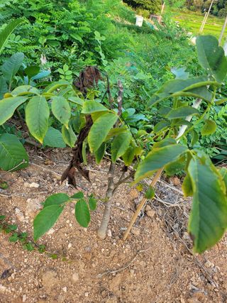 김현태님의 기타작물 · 병해충상담 작성글 사진