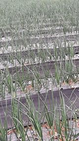 팜모닝 양파·자유게시판 게시글 이미지