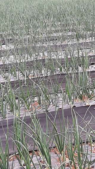 낙지님의 양파 · 자유게시판 작성글 사진