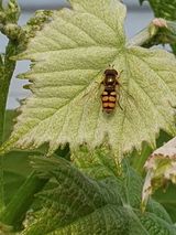 팜모닝 포도·병해충상담 게시글 이미지