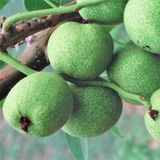 팜모닝 · 게시글 이미지