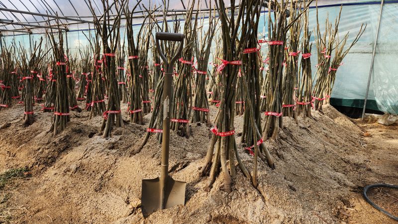 도기백님의 장터 판매 상품 [왜성호두묘목] 첨부 사진