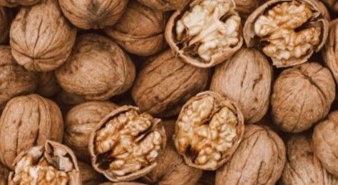 도기백님의 장터 판매 상품 [왜성호두묘목] 첨부 사진