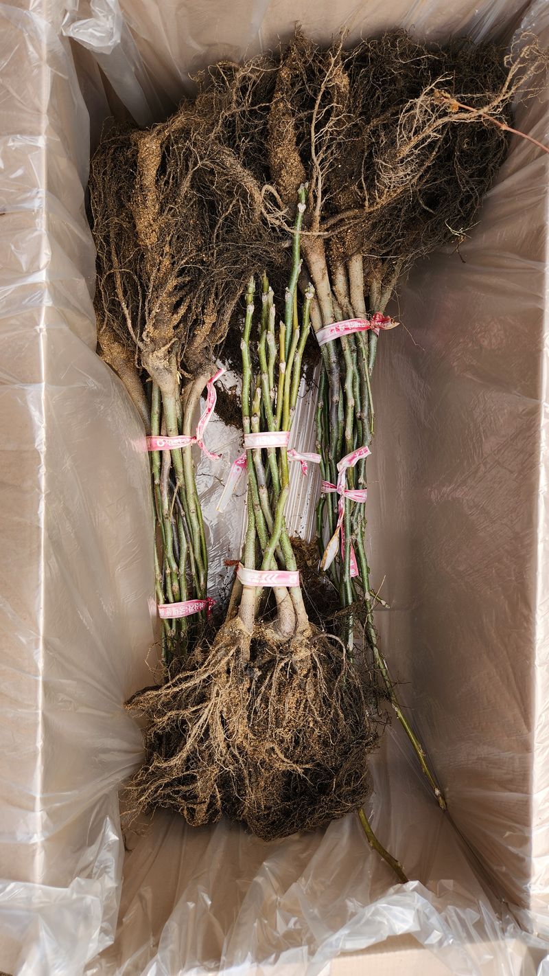 도기백님의 장터 판매 상품 [왜성호두묘목] 첨부 사진