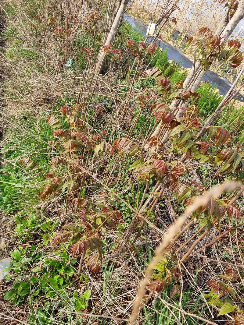 장터 상품 [가죽순2키로 판매완료 ] 썸네일