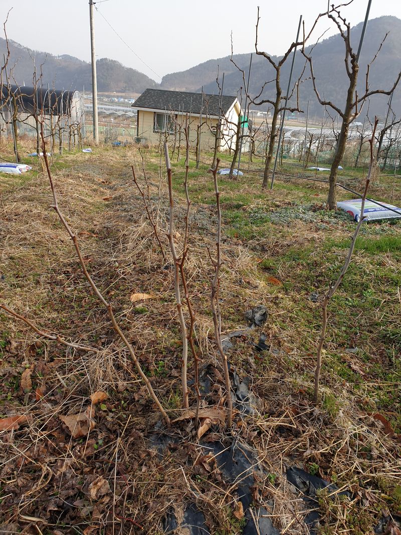 장터 상품 [보은대추(복조) 분주묘목 판매] 썸네일