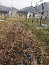 팜모닝 · 게시글 이미지