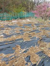 팜모닝 포도·병해충상담 게시글 이미지